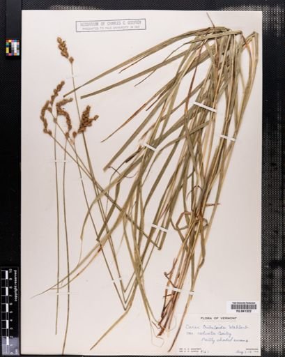 Carex projecta