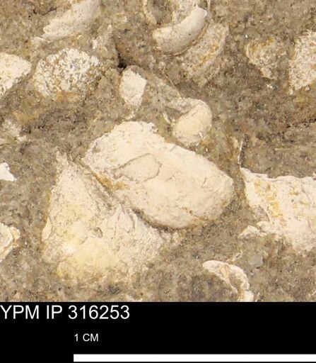 undet. Gastropoda