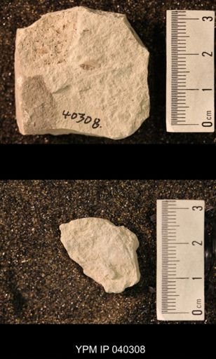 Hexapoda