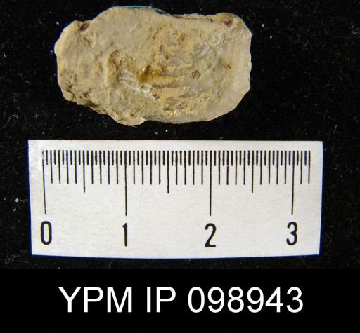 Leptaena rhomboidalis