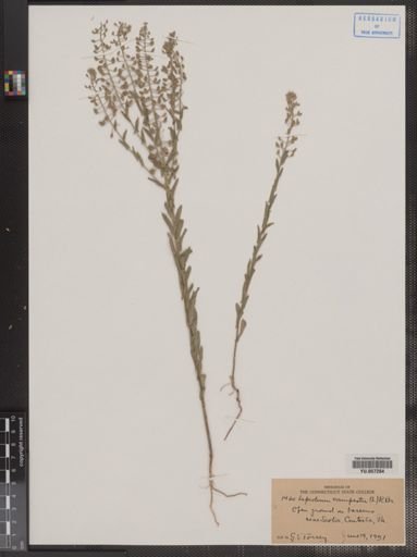 Lepidium campestre