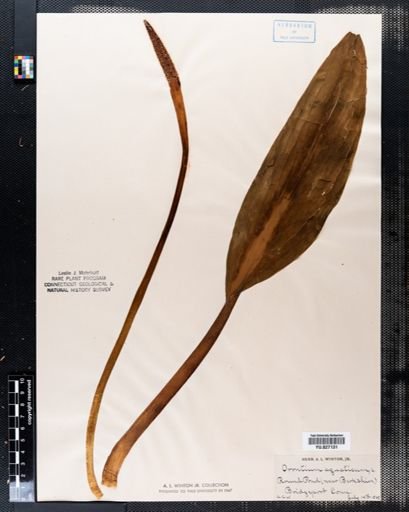 Orontium aquaticum