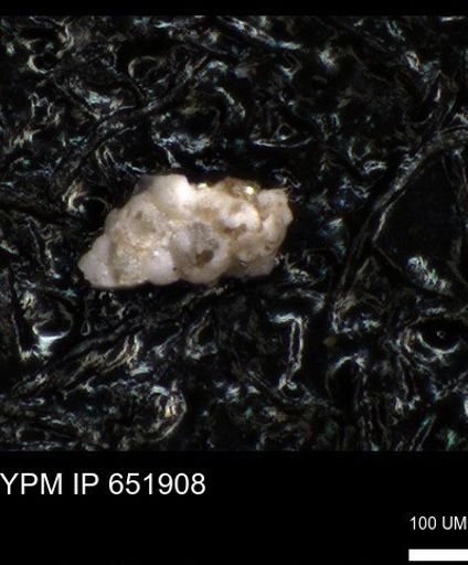 undet. Heterohelicidae