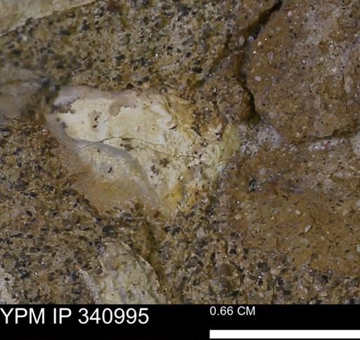 Corbicula sp.