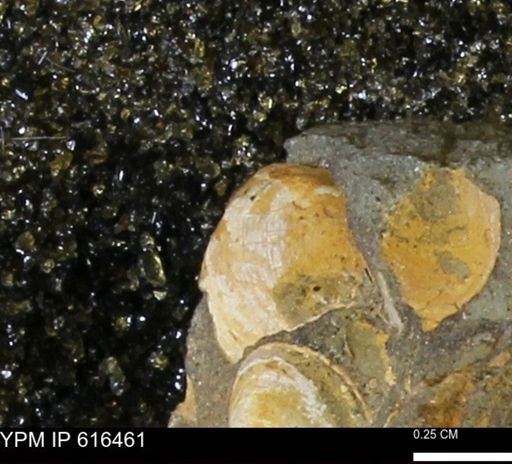 Protocardia subquadrata