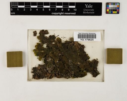 Plantae