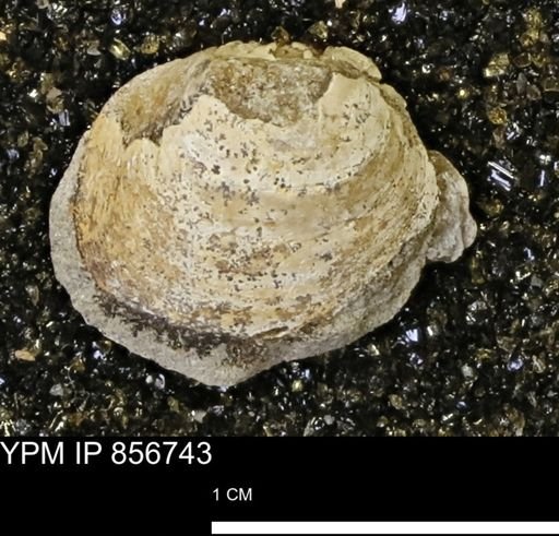Limopsis striatopunctatus