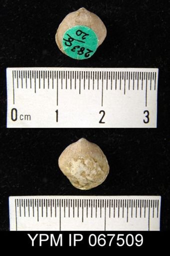 Rhipidomella emarginata