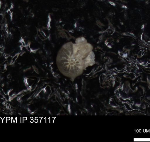undet. Foraminiferida