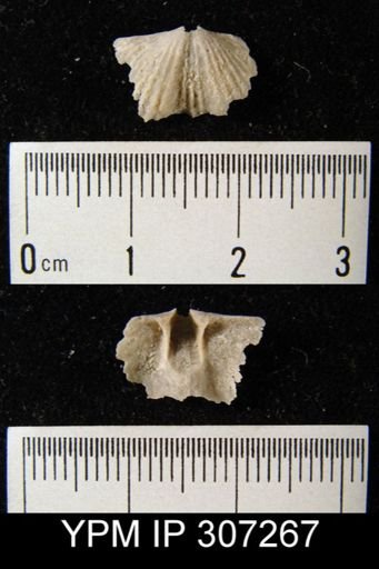 Platystrophia sp.