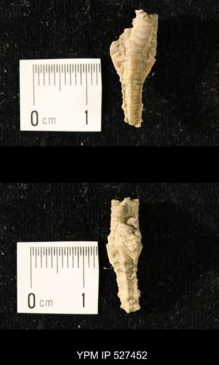 Iocrinus subcrassus
