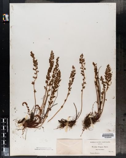 Woodsia