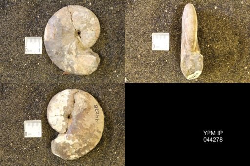 Hoploscaphites comprimus