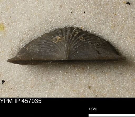 Stropheodonta sp.