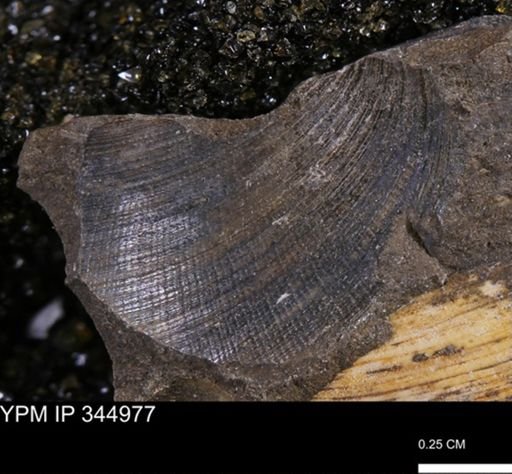 Limopsis striatopunctatus