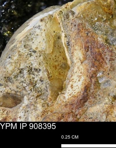 undet. Mollusca