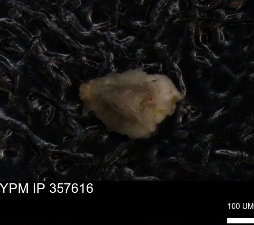 undet. Foraminiferida
