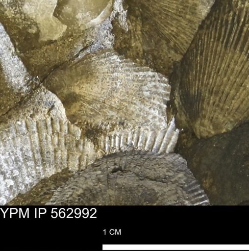 Oxytoma (Hypoxytoma) sp.