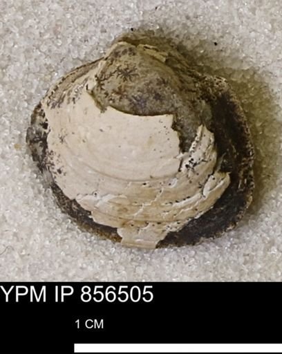 Protocardia sp.