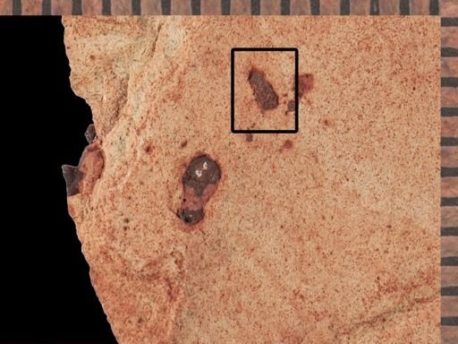 undet. Coleoptera
