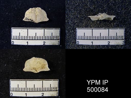 Chonetina flemingi