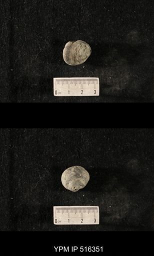 Cyclonema humerosum