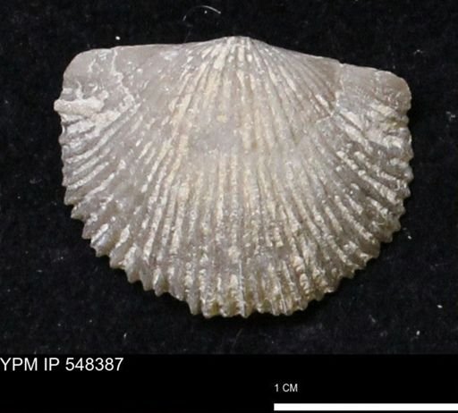 Stropheodonta navalis