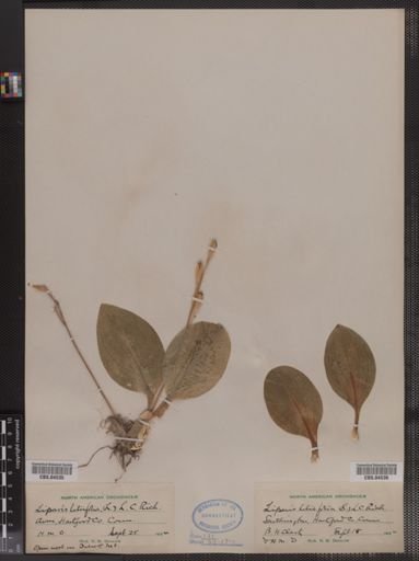Liparis liliifolia