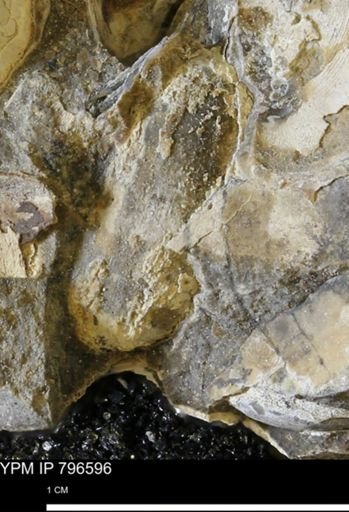 undet. Mollusca