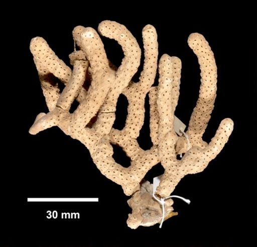Plexaurella pumila