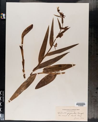 Epipactis gigantea