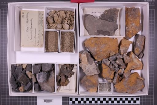 mixed taxa, stratigraphic collection