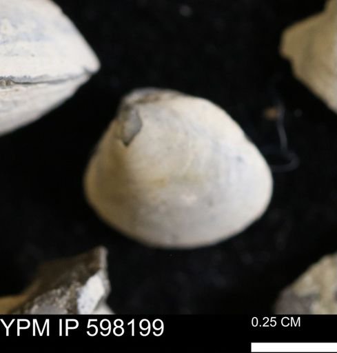 Limopsis striatopunctatus
