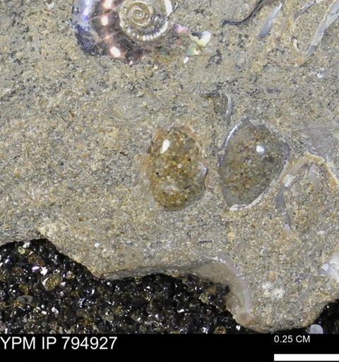 undet. Bivalvia
