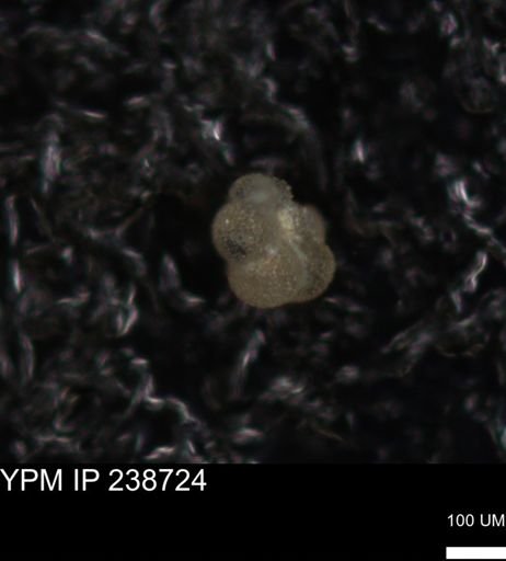 undet. Foraminiferida