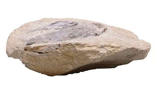 Bothriolepis