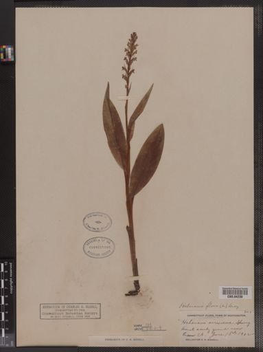 Habenaria virescens