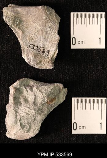 Strophomena sp.