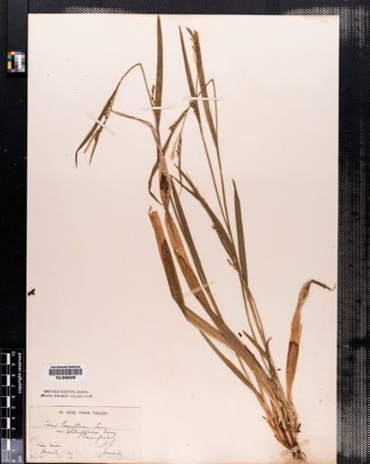Carex laxiflora