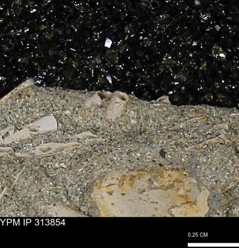 undet. Scaphopoda