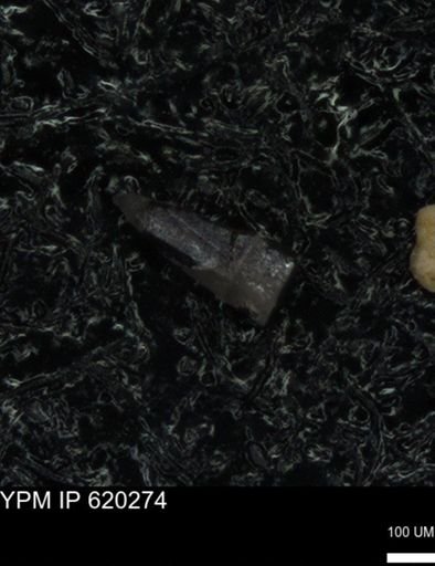 undet. Echinoidea