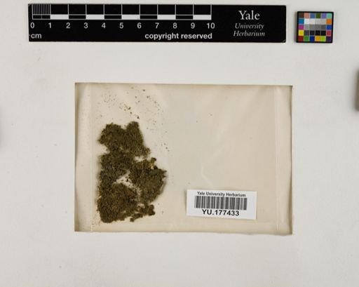Plantae