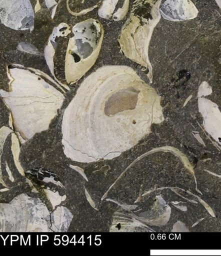 Protocardia sp.
