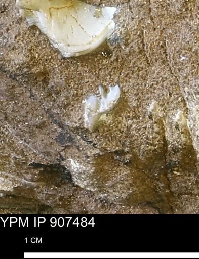 undet. Mollusca