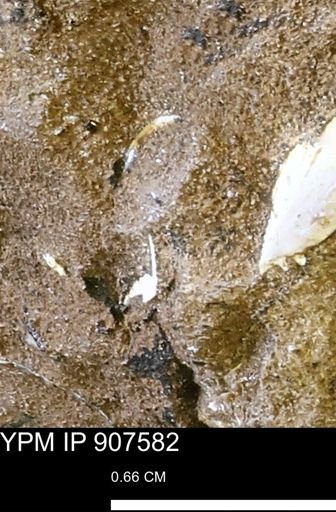 undet. Mollusca