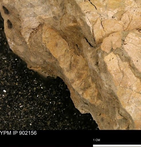 undet. Inoceramidae