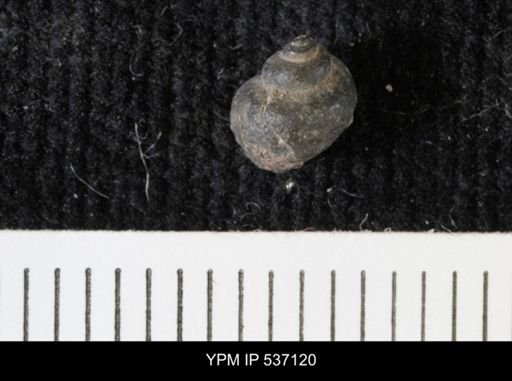 Viviparus montanaensis