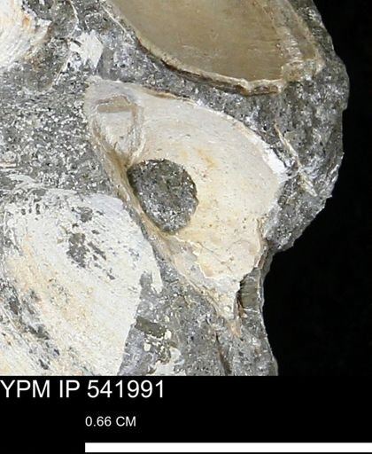 Protocardia?