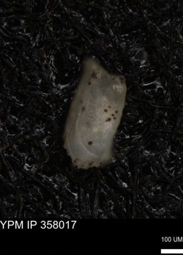 undet. Ostracoda
