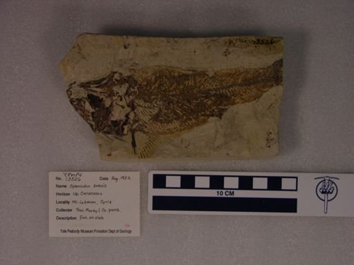 Spaniodon brevis